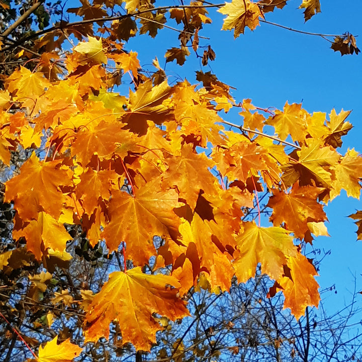 Finn Ritter - AD (CD)